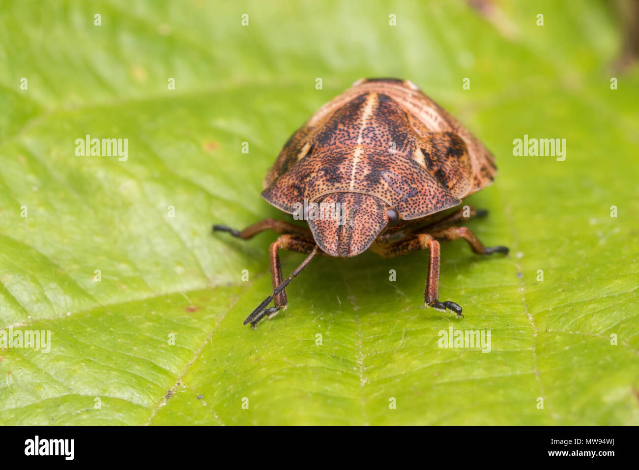 Tortoise Bug (Eurygaster testudinaria) nymph sitting on bramble leaf. Tipperary, Ireland Stock Photo