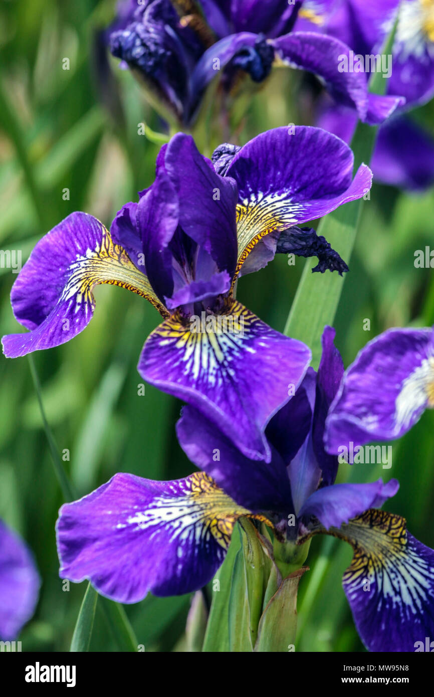 Siberian Iris, Blue Iris sibirica ' Outset ', Irises Stock Photo