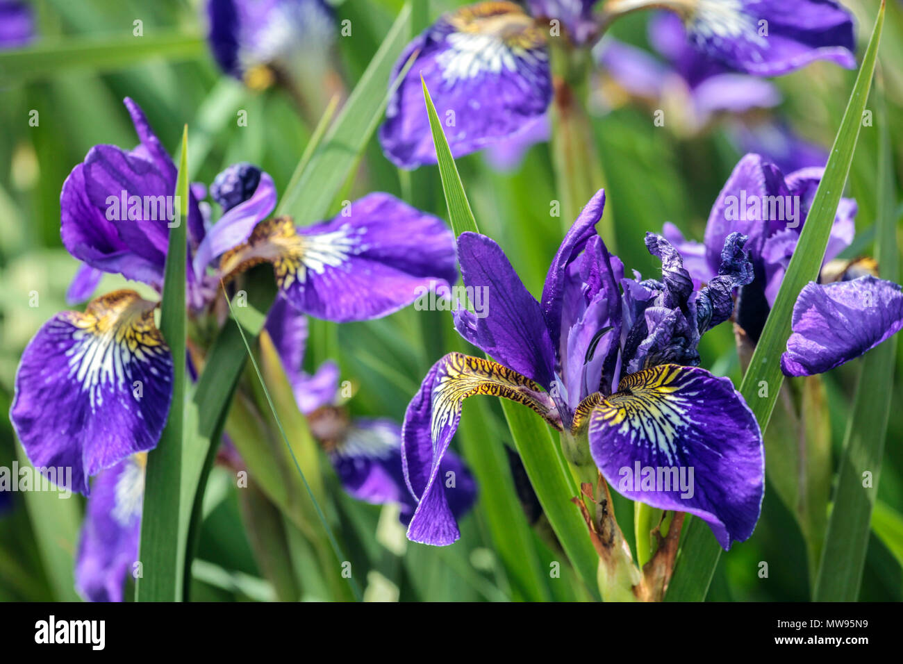 Siberian Iris, Iris sibirica ' Outset ', Irises, Iris flower blue Stock Photo