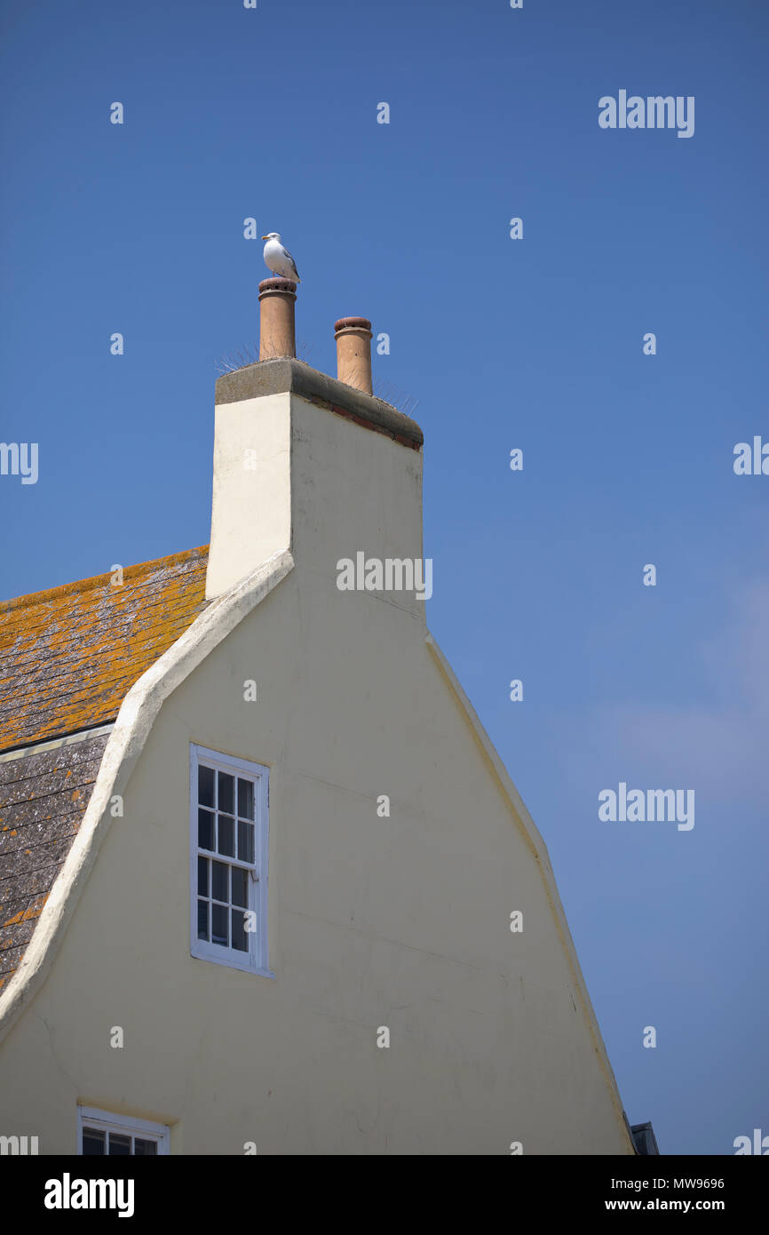 Gull on a chimney, Shoreham, Sussex, uk, 2018 Stock Photo