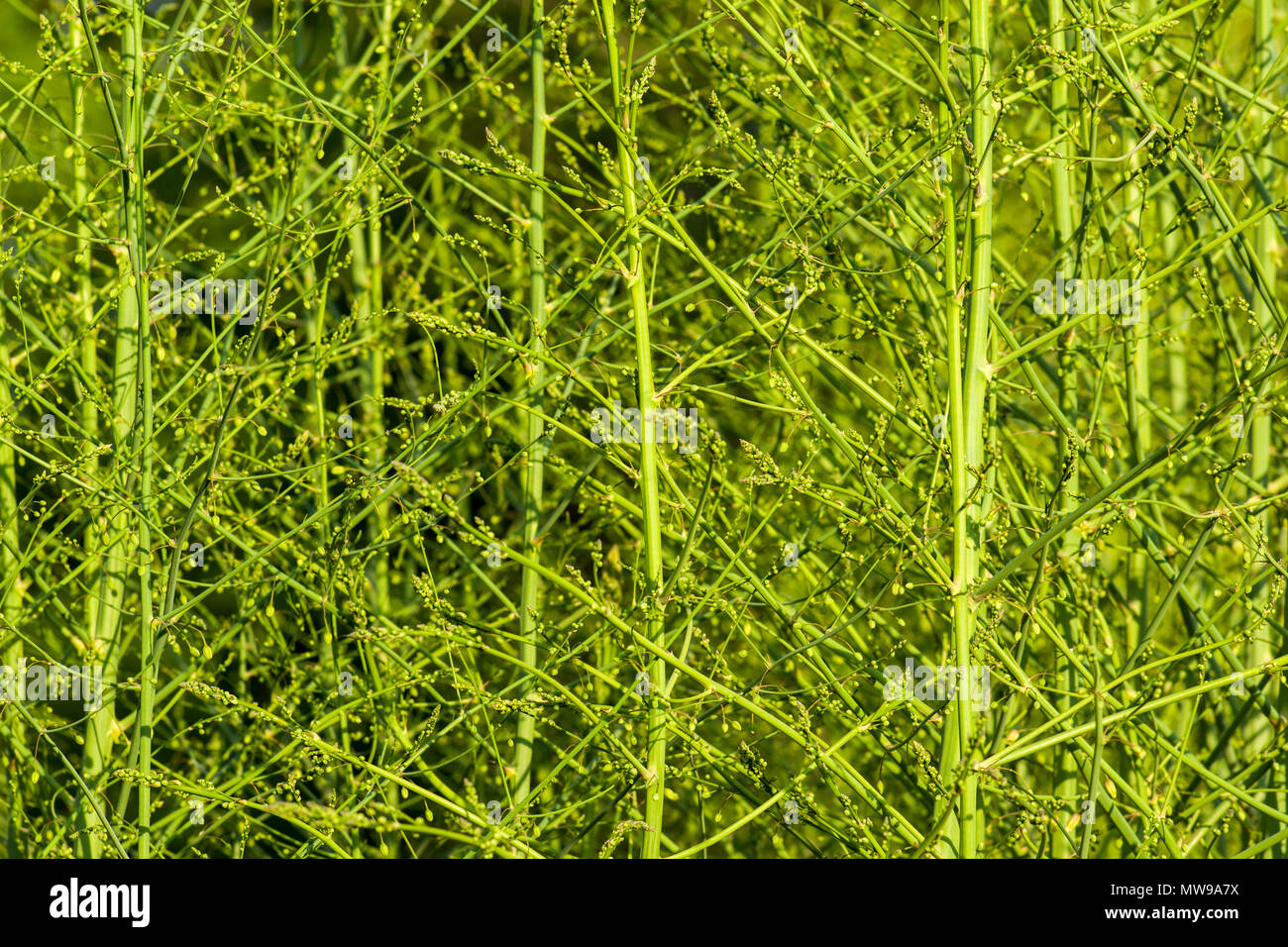 Asparagus officinalis flower hires stock photography and images Alamy