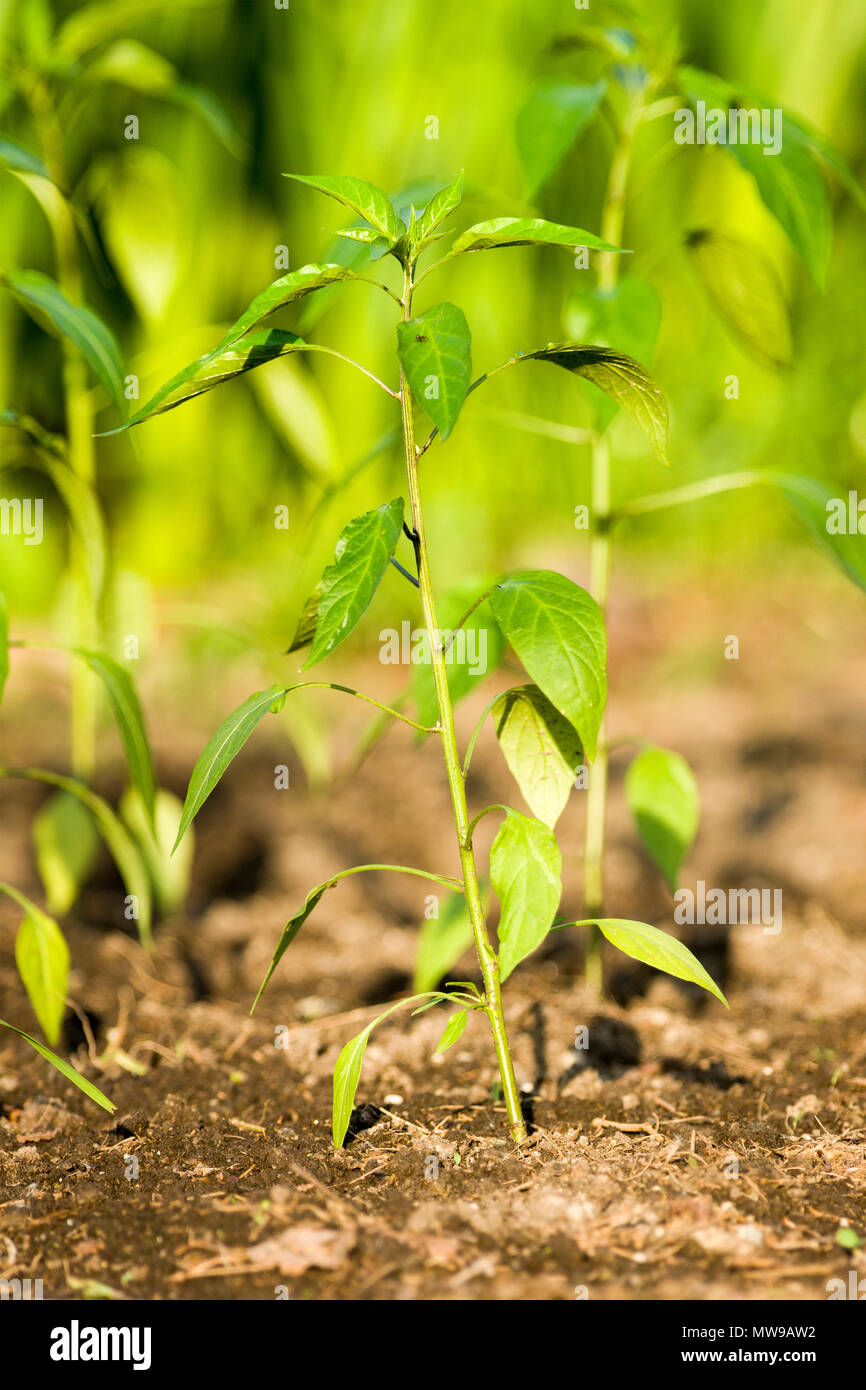 Hot chili pepper plant growing in a garden in summer time. Stock Photo