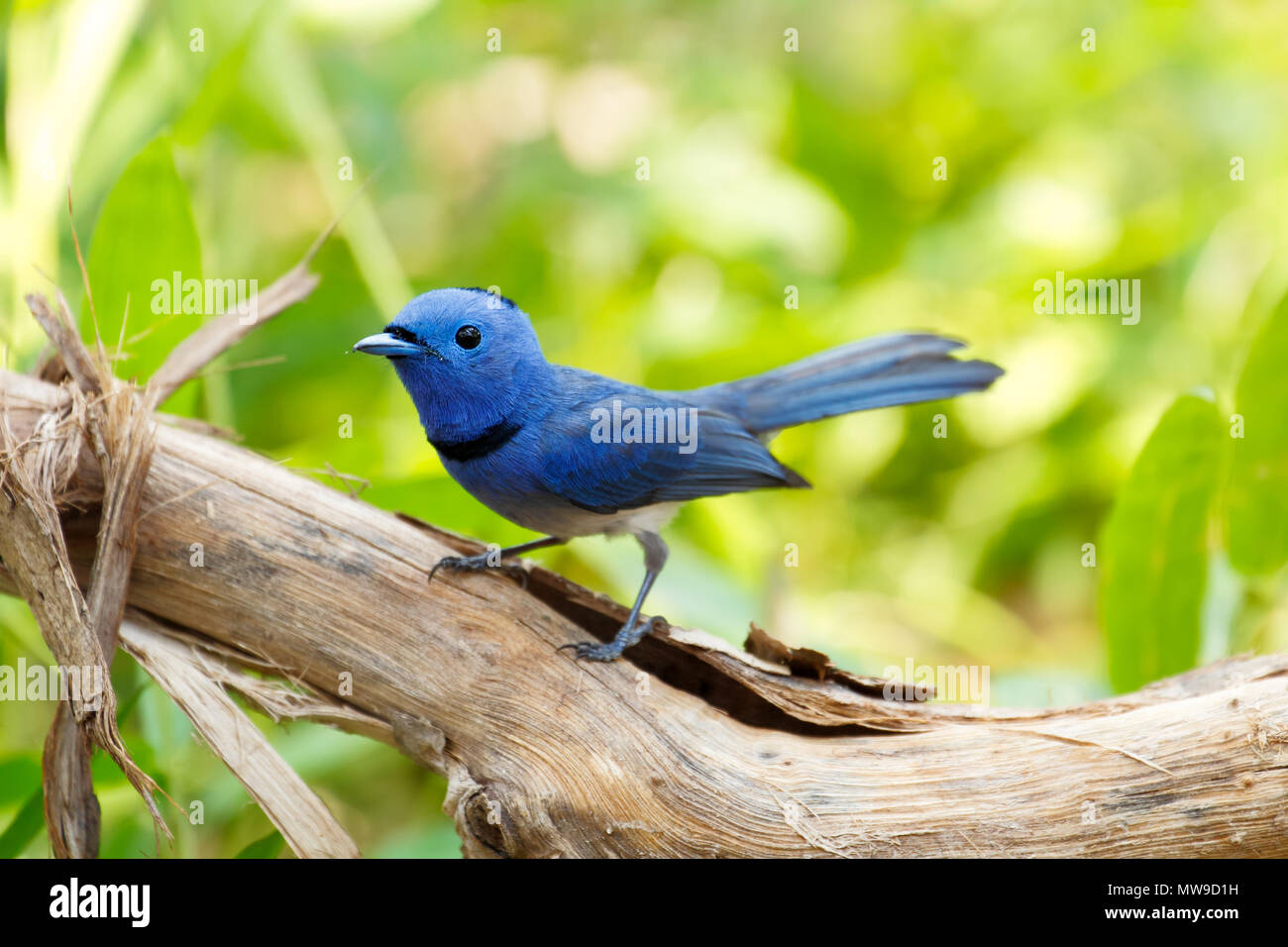 Black-naped monarch (Hypothymis azurea)(male) a passerine bird member of flycatchers family, found in Southern and Southeast Asia. Stock Photo