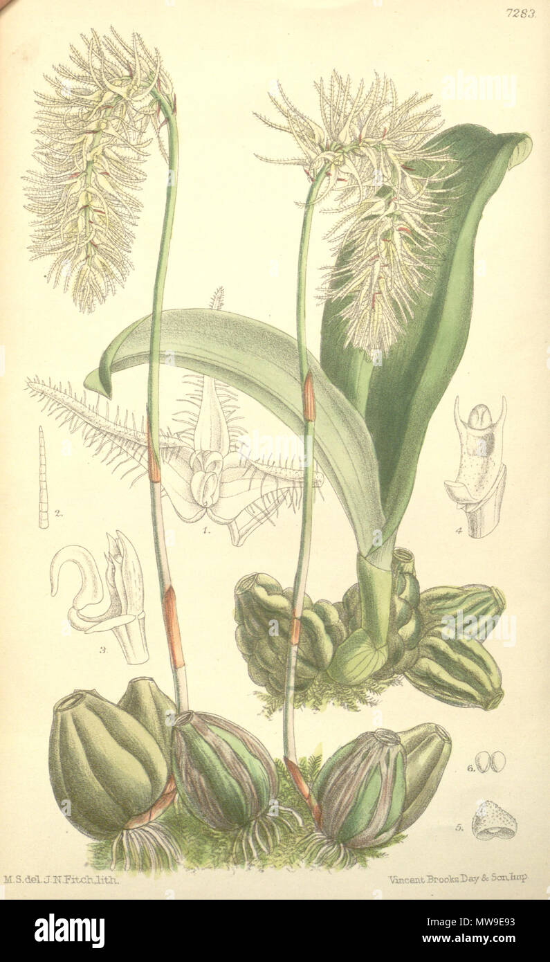 . Illustration of Bulbophyllum comosum . 1893. M. S. del. ( = Matilda Smith, 1854-1926), J. N. Fitch lith. ( = John Nugent Fitch, 1840–1927) Description by Joseph Dalton Hooker (1817—1911) 104 Bulbophyllum comosum Stock Photo