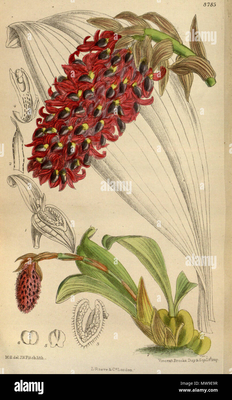 . Bulbophyllum hamelinii, Orchidaceae . 1918. M.S. del., J.N.Fitch lith. 104 Bulbophyllum hamelinii 144-8785 Stock Photo