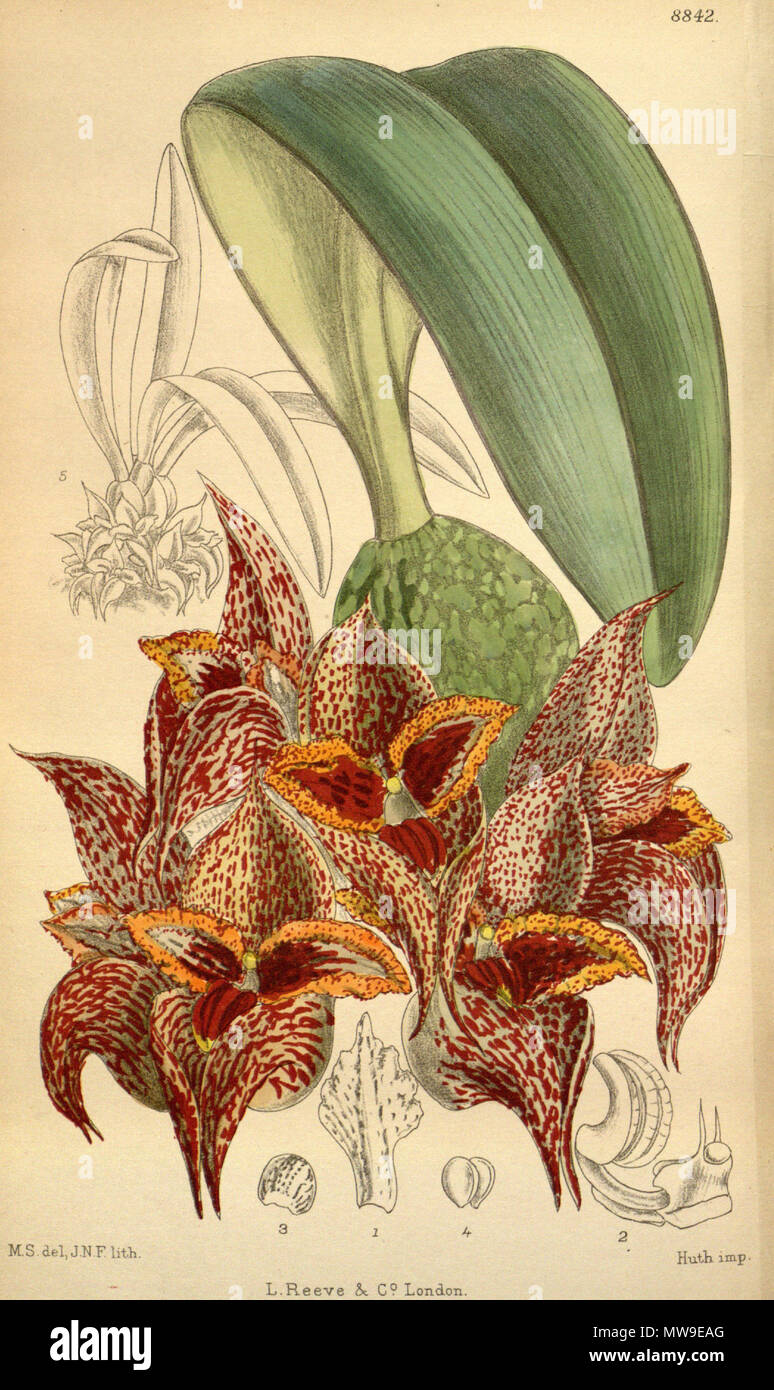 . Bulbophyllum macrobulbum, Orchidaceae . 1920. M.S. del., J.N.F. lith. 104 Bulbophyllum macrobulbum 146-8842 Stock Photo