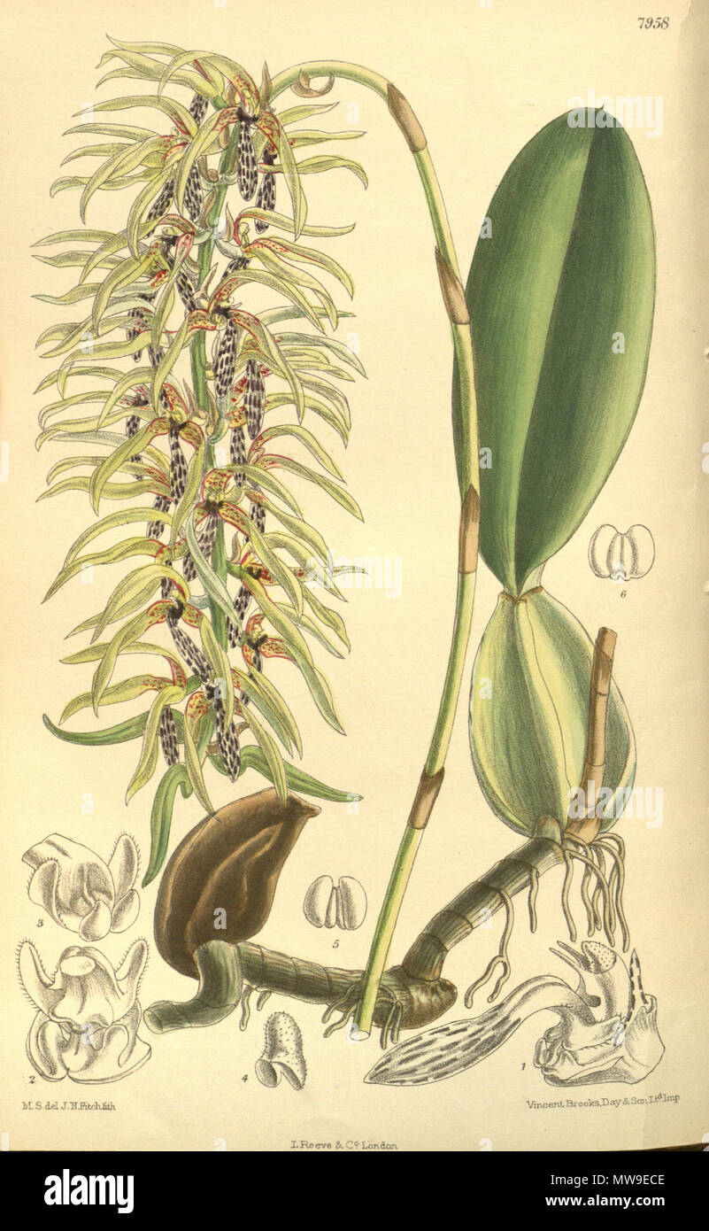 . Illustration of Bulbophyllum weddelii . 1904. M. S. del. ( = Matilda Smith, 1854-1926), J. N. Fitch lith. ( = John Nugent Fitch, 1840–1927) Description by William Botting Hemsley (1843–1924) 104 Bulbophyllum weddelii Stock Photo