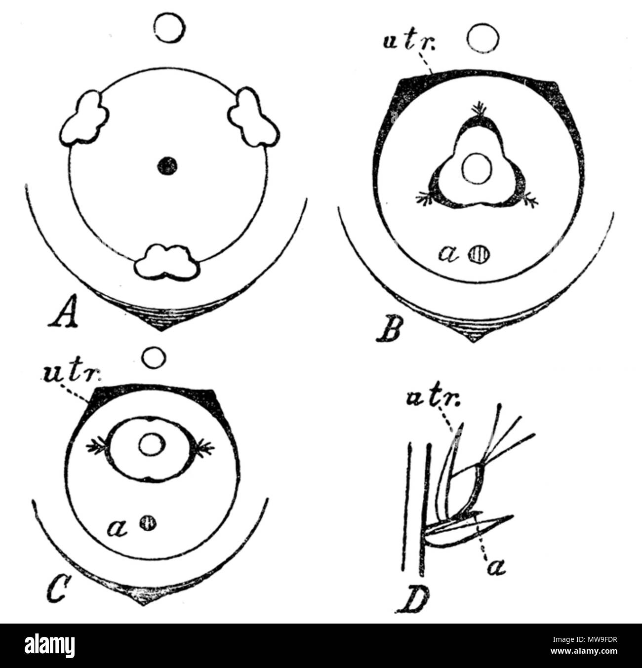 None 112 Carex Blütendiagramm Stock Photo