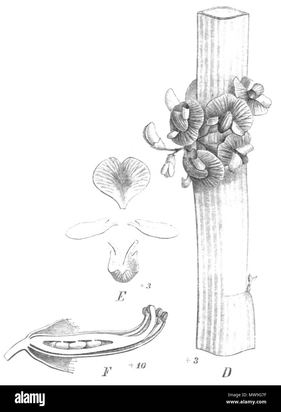 . Illustration from book . 1891. Paul Hermann Wilhelm Taubert (1862-1897) 114 Carmichaelia australis Taub117c Stock Photo