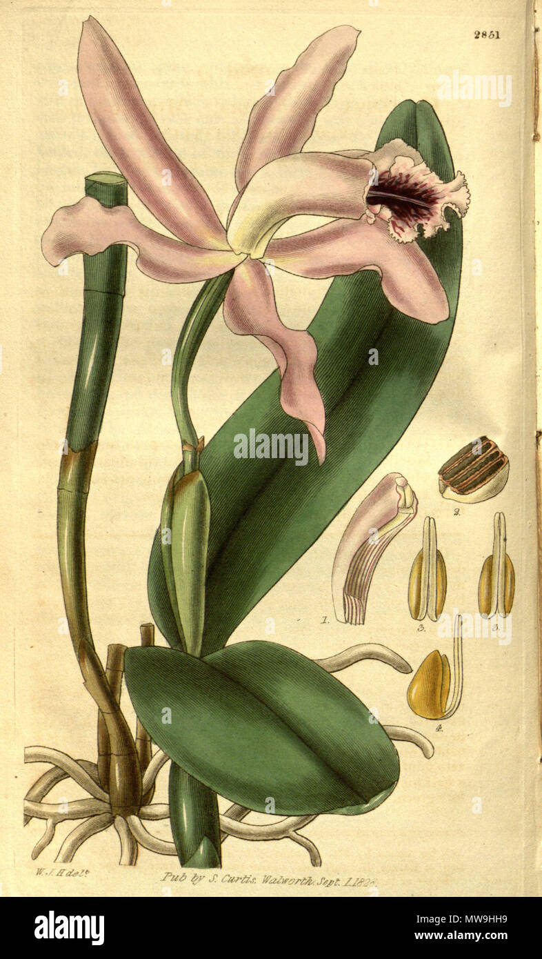 . Illustration of Cattleya intermedia . 1828. W. J. H. (= William Jackson Hooker) (1785-1865) del. 119 Cattleya intermedia - Curtis' 55 (N.S. 2) pl. 2851 (1828) Stock Photo
