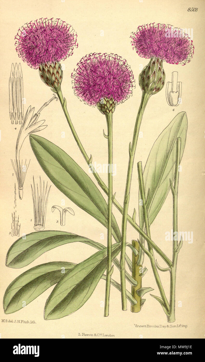 . Centaurea crassifolia (= Cheirolophus crassifolius), Asteraceae . 1913. M.S. del, J.N.Fitch, lith. 120 Centaurea crassifolia 139-8508 Stock Photo