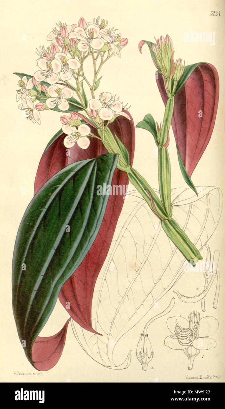 . Centradenia grandifolia, Melastomataceae . 1861. Fitch, del. et lith. 120 Centradenia grandifolia 87-5228 Stock Photo