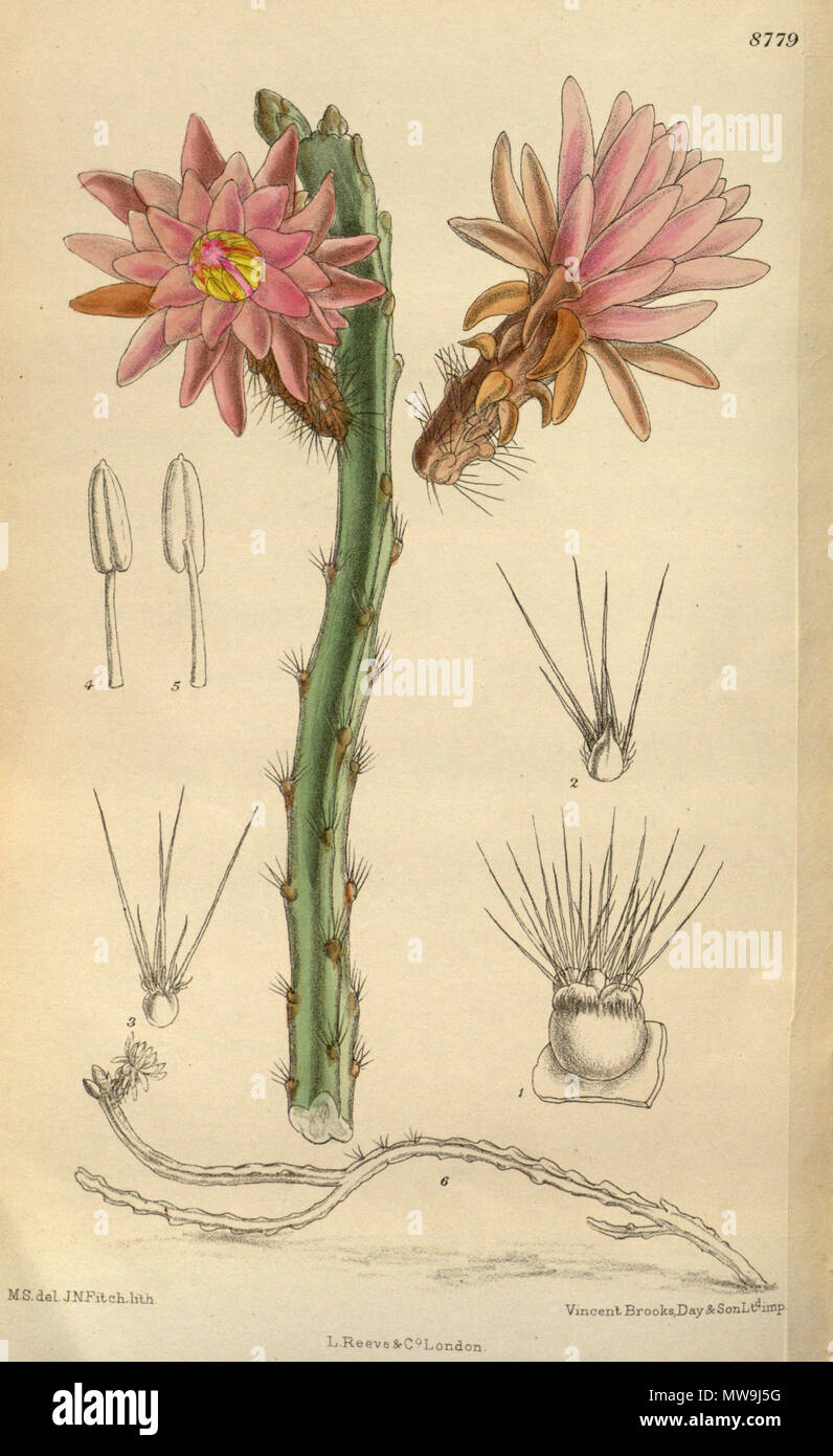 . Cereus tunilla (= Weberocereus tunilla), Cactaceae . 1918. M.S. del., J.N.Fitch lith. 120 Cereus tunilla 144-8779 Stock Photo