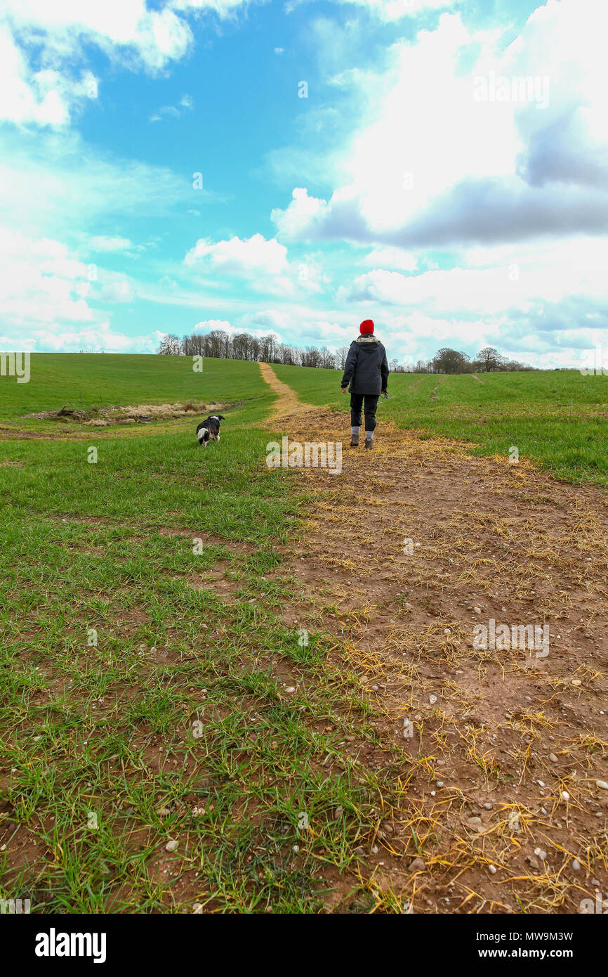 A woman and her dog walking through a field planted with corn which has been sprayed with weed killer to make a path through the field Stock Photo