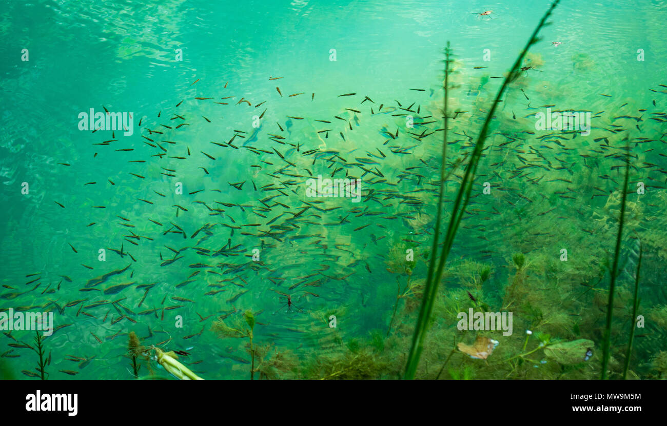Small fishes in river Stock Photo
