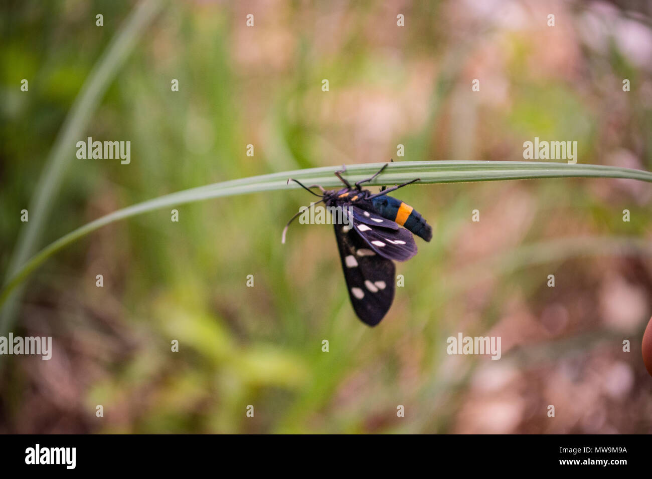 forest butterfly / Amata phegea on blade of grass Stock Photo