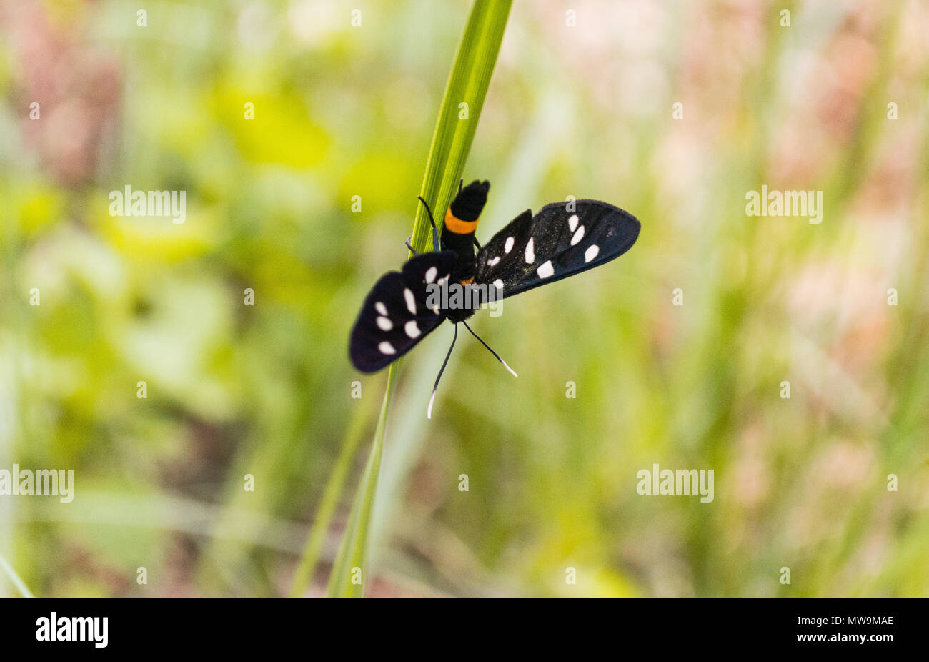 forest butterfly / Amata phegea on blade of grass Stock Photo Alamy