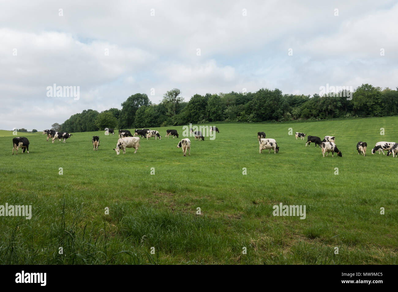 Dairy cattle , cows grazing in grass field, Limburg, Netherlands. Stock Photo