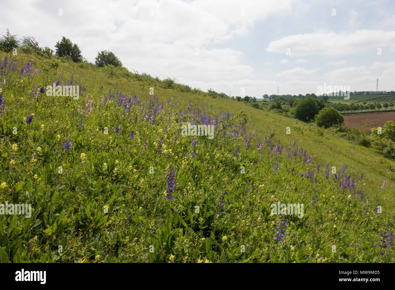 Kunderberg in South of Holland, reserve with calcareous grassland, famous for its orchids, Limburg, Netherlands. Stock Photo