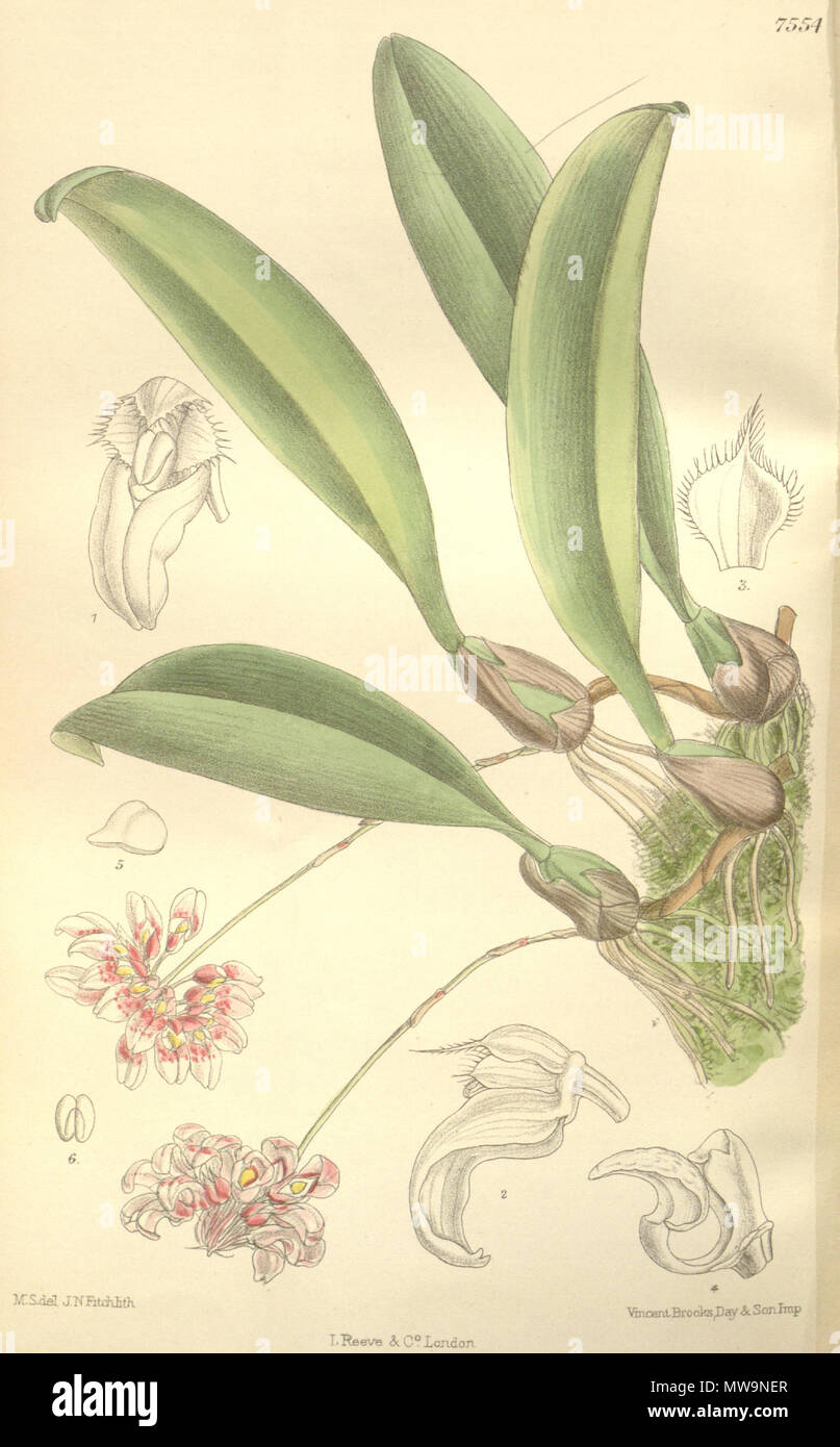 . Illustration of Bulbophyllum corolliferum or Cirrhopetalum curtisii . 1897. M. S. del. ( = Matilda Smith, 1854-1926), J. N. Fitch lith. ( = John Nugent Fitch, 1840–1927) Description by Joseph Dalton Hooker (1817—1911) 131 Cirrhopetalum curtisii Stock Photo