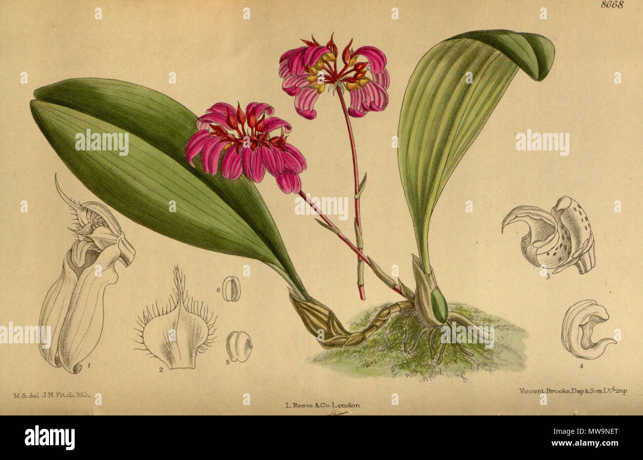 . Cirrhopetalum concinnum var. purpurea (= Bulbophyllum corolliferum), Orchidaceae . 1916. M.S. del., J.N.Fitch lith. 131 Cirrhopetalum concinnum purpurea 142-8668 Stock Photo