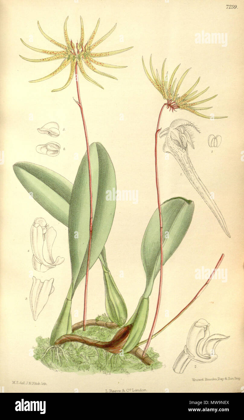 . Illustration of Bulbophyllum makoyanum or Cirrhopetalum makoyanum . 1892. M. S. del. ( = Matilda Smith, 1854-1926), J. N. Fitch lith. ( = John Nugent Fitch, 1840–1927) Description by Joseph Dalton Hooker (1817—1911) 131 Cirrhopetalum makoyanum Stock Photo