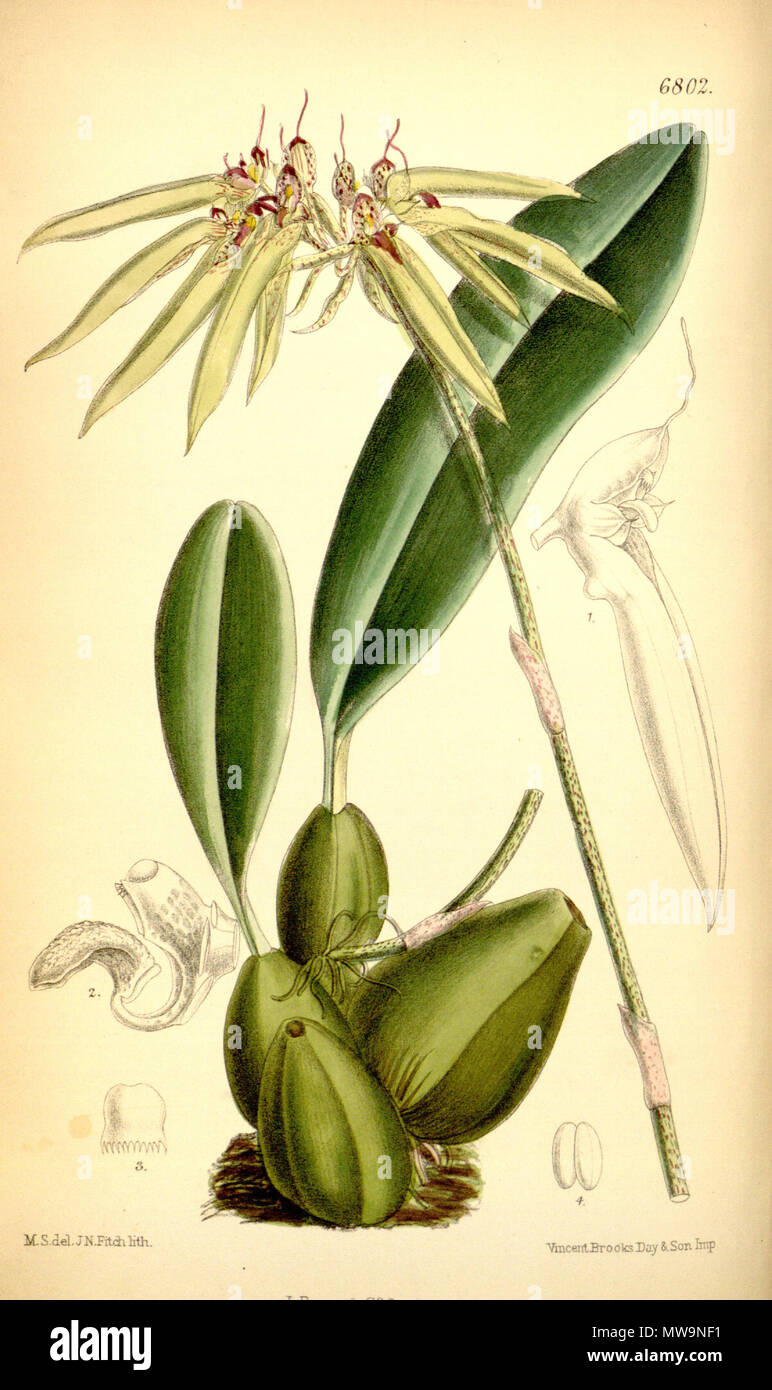 . Illustration of Bulbophyllum picturatum or Cirrhopetalum picturatum . 1885. M. S. del. ( = Matilda Smith, 1854-1926), J. N. Fitch lith. ( = John Nugent Fitch, 1840–1927) . Description by Joseph Dalton Hooker (1817—1911) 131 Cirrhopetalum picturatum Stock Photo