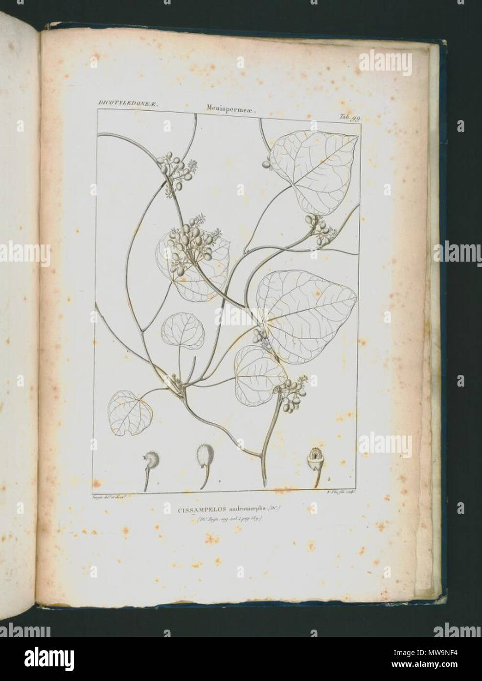 . Illustration of Cissampelos andromorpha . between 1820 and 1846. Jules Paul Benjamin Delessert (1773-1858) 131 Cissampelos andromorpha Stock Photo