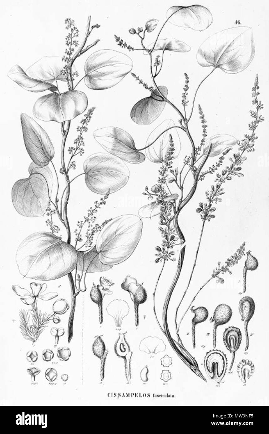 . Illustration of Cissampelos fasciculata . between 1841 and 1872. Carl Friedrich Philipp von Martius (1794-1868), August Wilhelm Eichler (1839-1887) 131 Cissampelos fasciculata Stock Photo