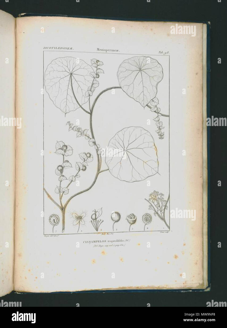 . Illustration of Cissampelos tropaeolifolia . between 1820 and 1846. Jules Paul Benjamin Delessert (1773-1858) 131 Cissampelos tropaeolifolia Stock Photo