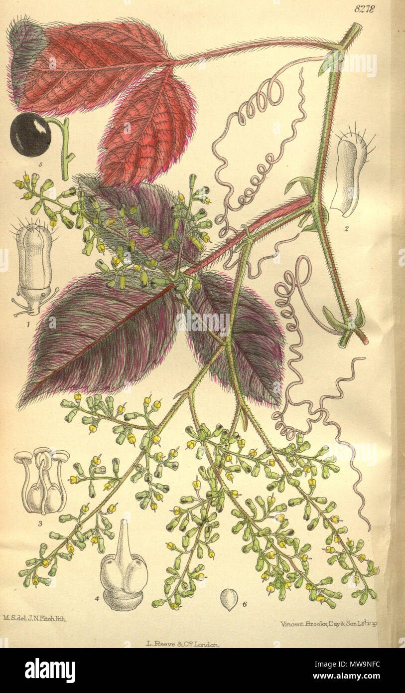 . Cissus adenopodus (= Cyphostemma adenopodum), Vitaceae . 1909. M.S. del., J.N.Fitch lith. 131 Cissus adenopodus 135-8278 Stock Photo