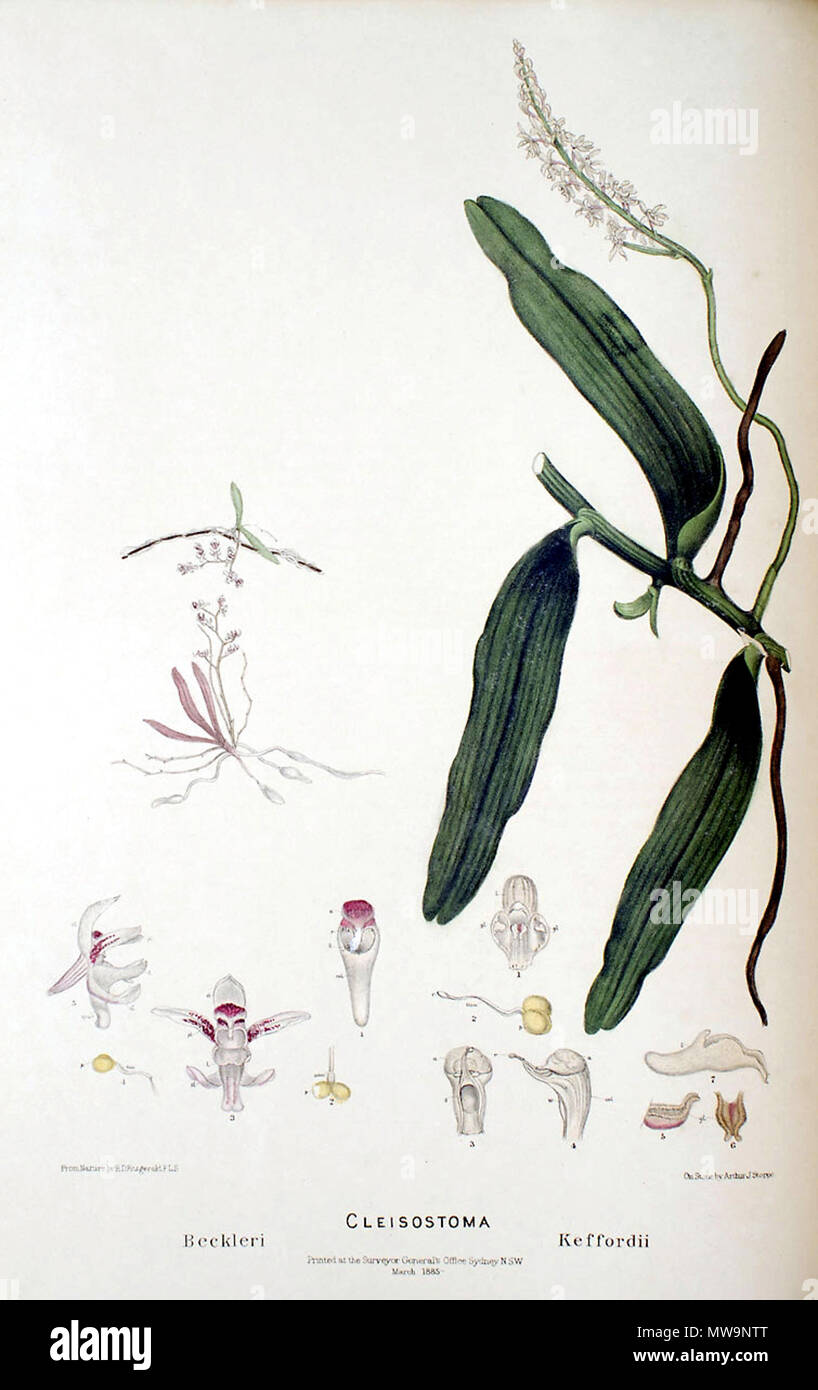 . Illustration of Papillilabium beckleri . 1882. drawing by R. D. Fitzgerald, lithography by Arthur J.Stopps (1833-1931) 133 Cleisostoma beckleri - FitzGerald, Australian Orchids - plate 85 (1877) Stock Photo