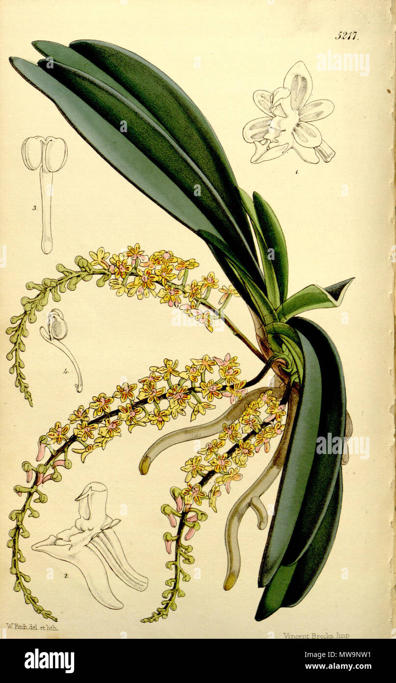 . Illustration of Cleisostoma parishii (as syn. Sarcanthus parishii) . 1860. Walter Hood Fitch (1817-1892) del. et lith. Description by William Jackson Hooker (1785—1865) 133 Cleisostoma parishii (as Sarcanthus parishii) - Curtis' 86 (Ser. 3 no. 16) pl. 5217 (1860) Stock Photo