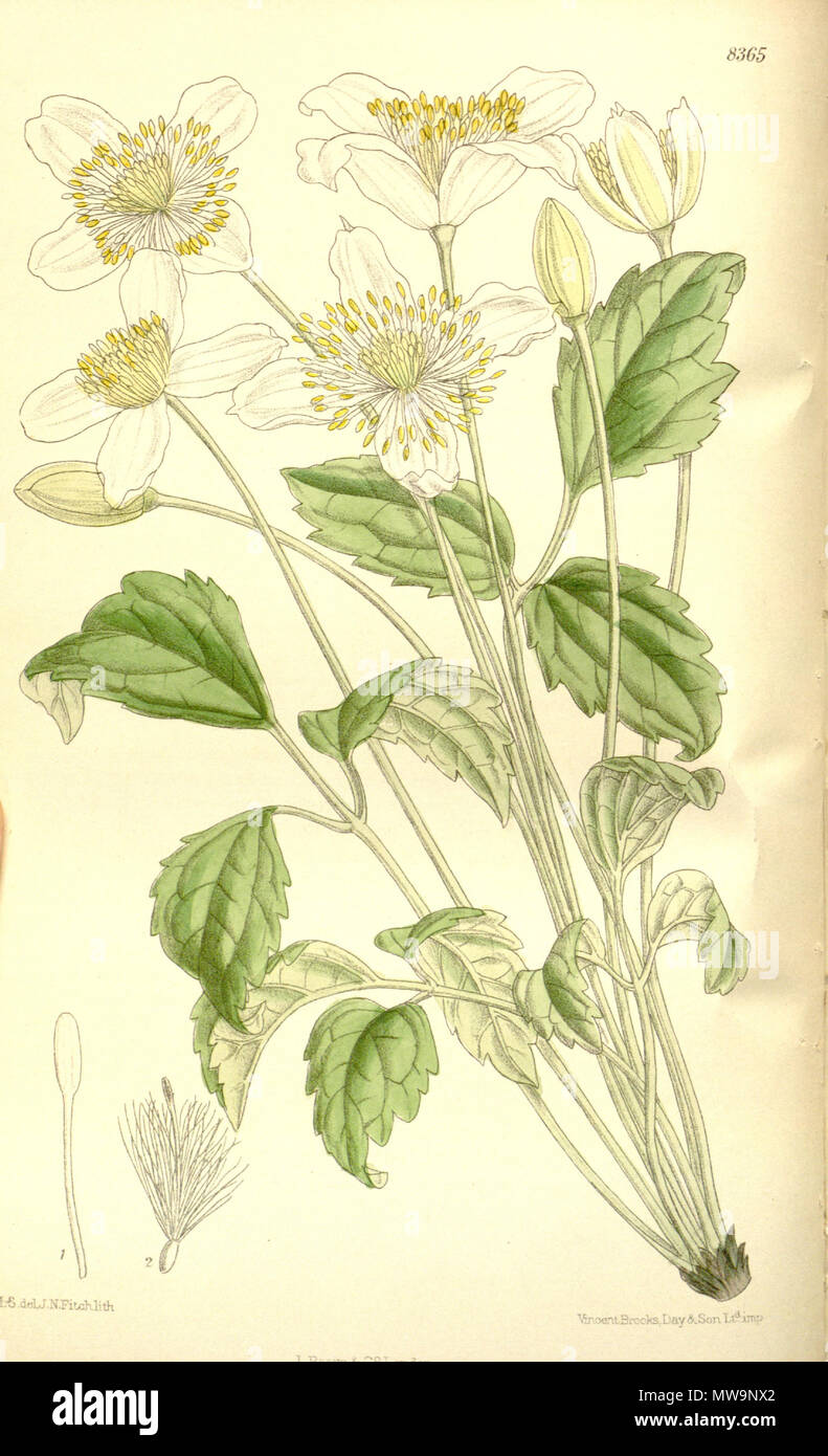 . Clematis montana var. wilsonii, Ranunculaceae . 1911. M.S. del, J.N.Fitch, lith. 133 Clematis montana wilsonii 137-8365 Stock Photo