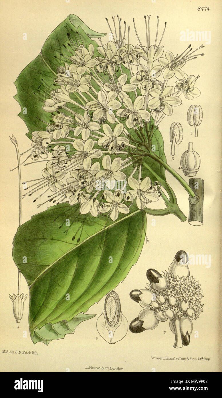 . Clerodendron bakeri (= Clerodendrum schweinfurthii), Lamiaceae . 1913. M.S. del, J.N.Fitch, lith. 133 Clerodendron bakeri 139-8474 Stock Photo
