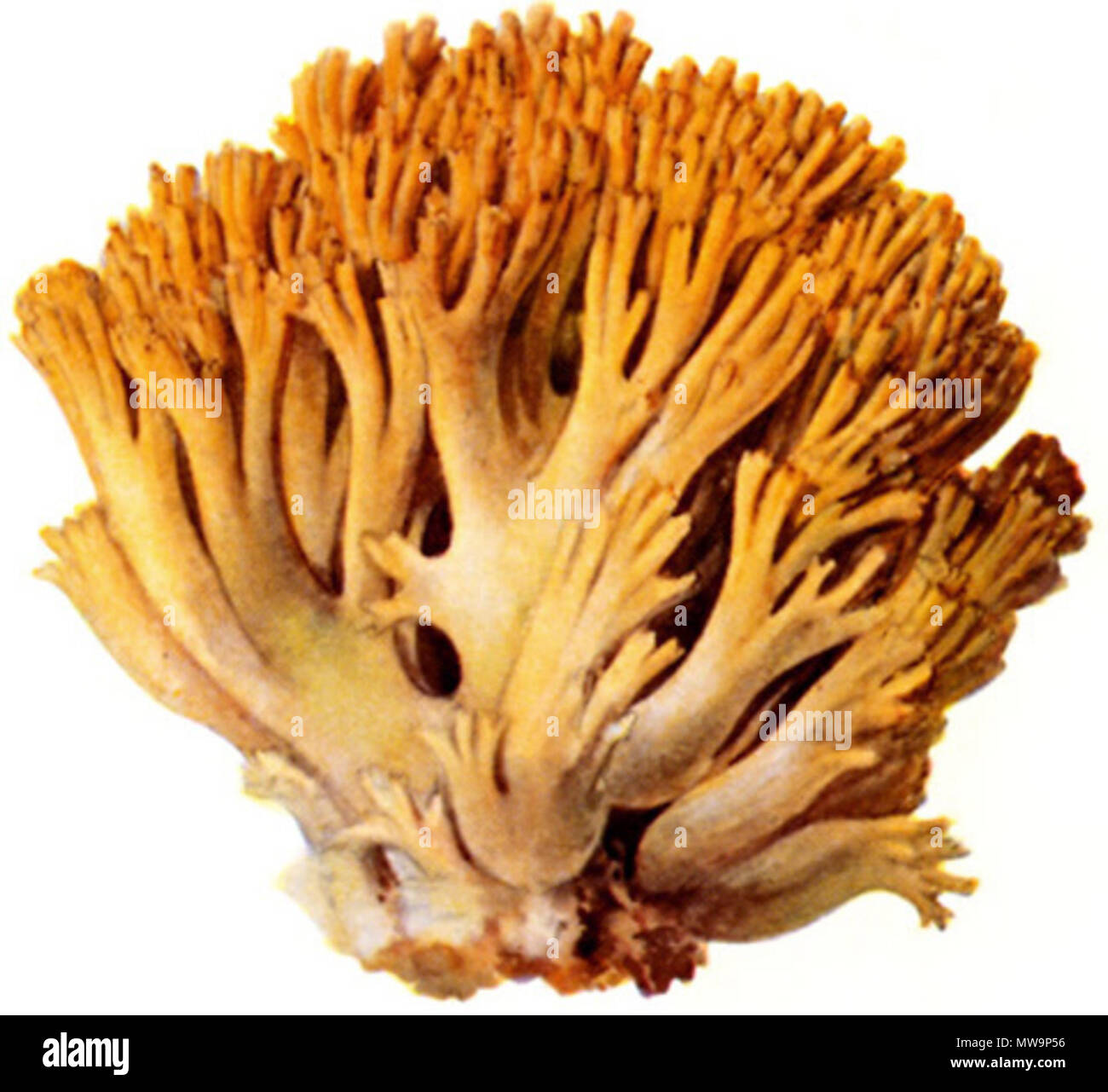 . Goldgelbe Koralle, Ziegenbart (Ramaria aurea) . 1897  248 Goldgelbe Koralle-1a Stock Photo