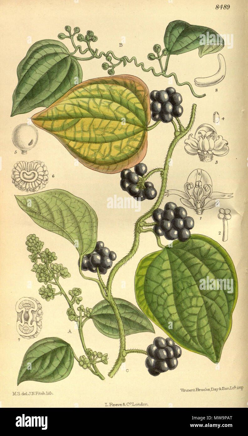 . Cocculus trilobus (= Cocculus orbiculatus), Menispermaceae . 1913. M.S. del, J.N.Fitch, lith. 135 Cocculus trilobus 139-8489 Stock Photo