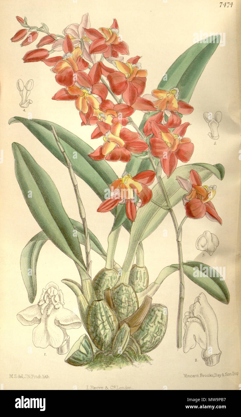 . Illustration of Cochlioda noezliana . 1896. M. S. del. ( = Matilda Smith, 1854-1926), J. N. Fitch lith. ( = John Nugent Fitch, 1840–1927) Description by Joseph Dalton Hooker (1817—1911) 135 Cochlioda noezliana - Curtis' 122 (Ser. 3 no. 52) pl 7474 (1896) Stock Photo