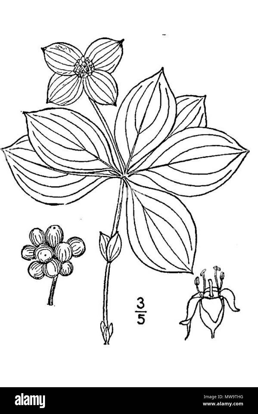 . Cornus canadensis . 1913. This file is lacking author information. 143 Cornus canadensis britton brown Stock Photo