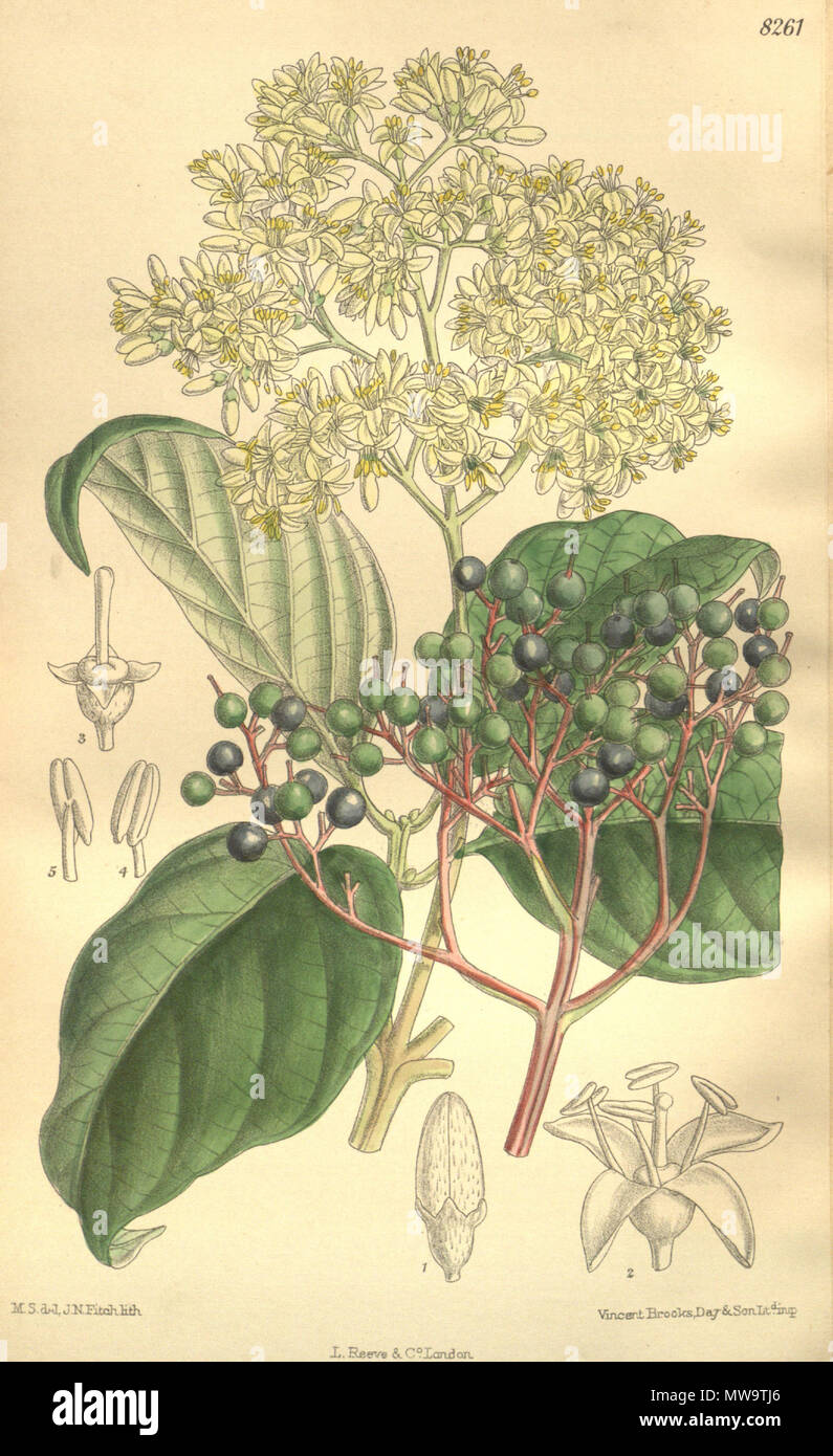 . Cornus macrophylla, Cornaceae . 1909. M.S. del., J.N.Fitch lith. 143 Cornus macrophylla 135-8261 Stock Photo