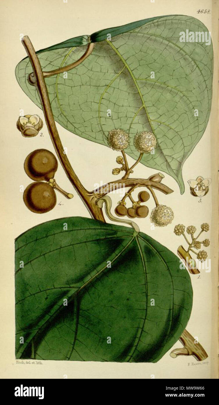 . Illustration of Coscinium fenestratum . 1852. William Jackson Hooker (1785-1865) 144 Coscinium fenestratum Stock Photo