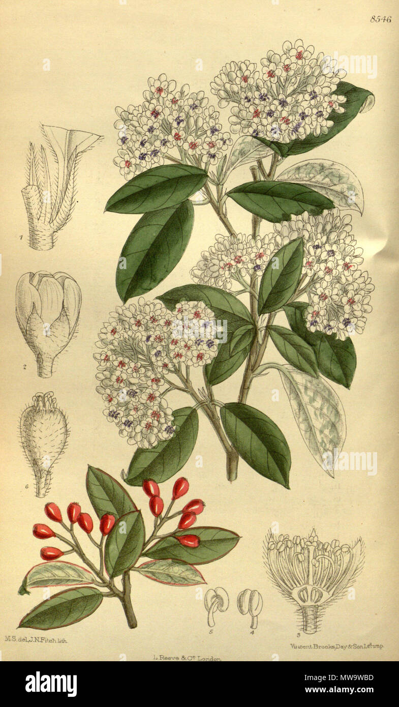 . Cotoneaster turbinata (= Cotoneaster turbinatus), Rosaceae . 1914. M.S. del., J.N.Fitch lith. 145 Cotoneaster turbinata 140-8546 Stock Photo