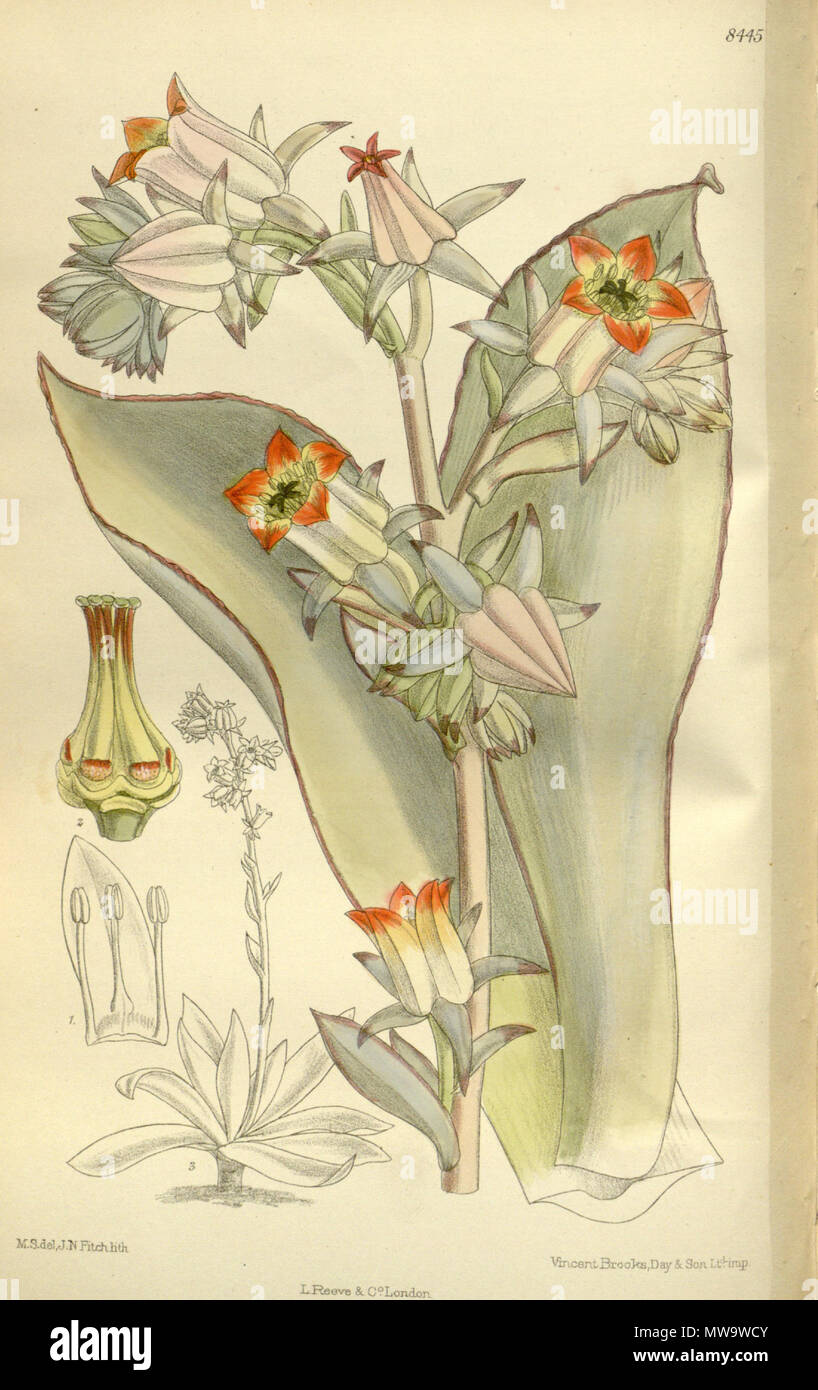 . Cotyledon subrigida (= Echeveria subrigida), Crassulaceae . 1912. M.S. del, J.N.Fitch, lith. 145 Cotyledon subrigida 138-8445 Stock Photo