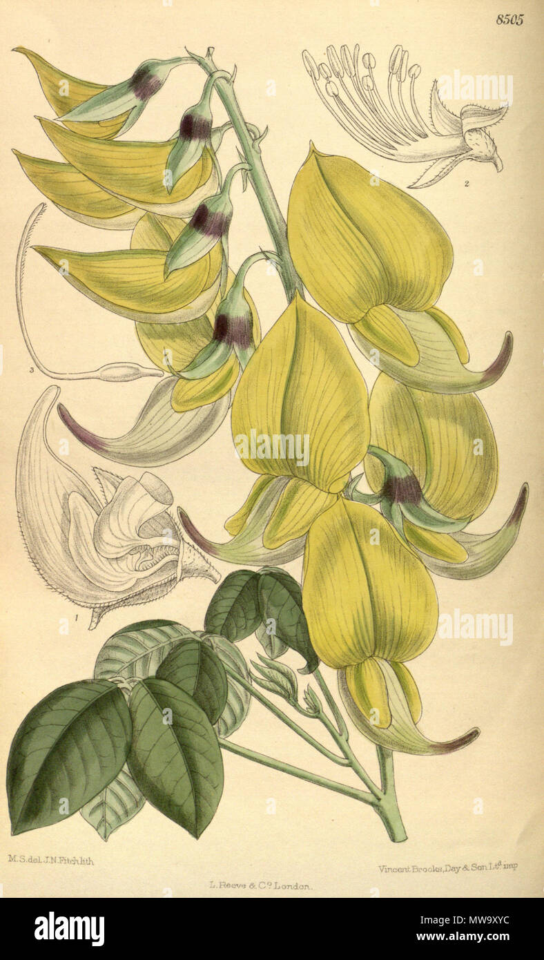. Crotalaria agatiflora, Fabaceae, Faboideae . 1913. M.S. del, J.N.Fitch, lith. 147 Crotalaria agatiflora 139-8505 Stock Photo