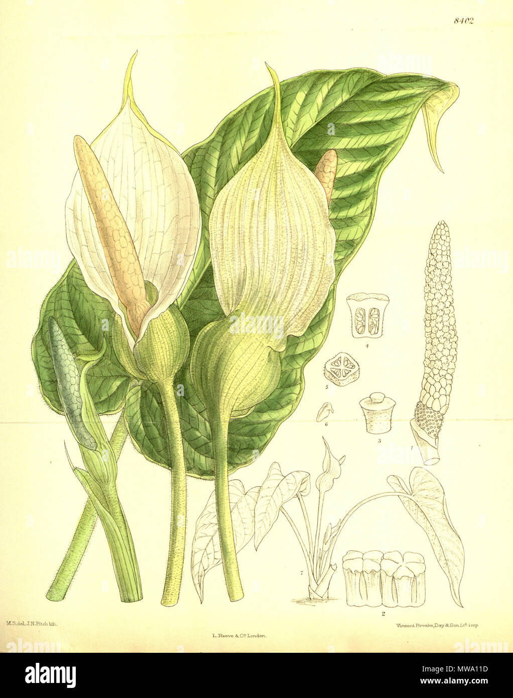 . Caladium pubescens (= Xanthosoma pubescens), Araceae . 1911. M.S. del., J.N.Fitch lith. 108 Caladium pubescens 137-8402 Stock Photo
