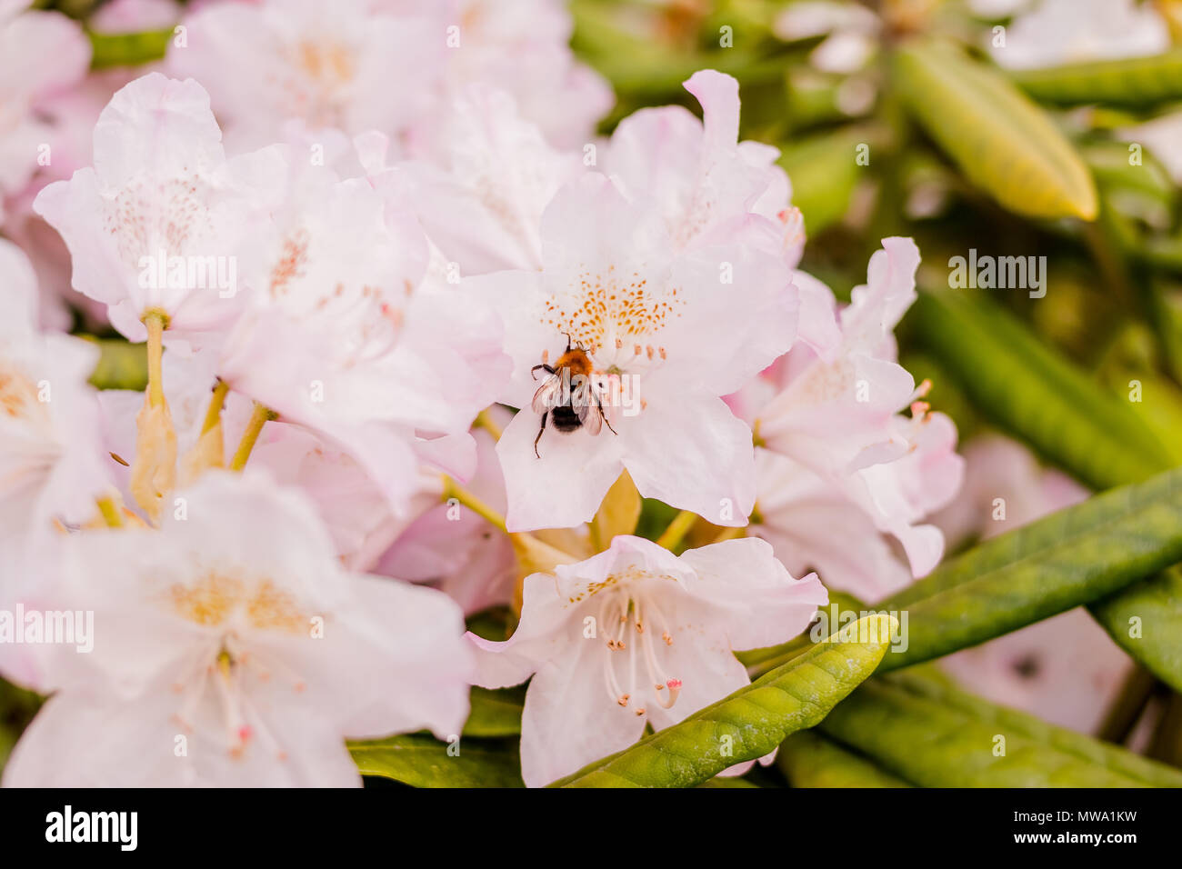 Bumblebee feeding on a Rhododendron nectar. Season of flowering azaleas ...