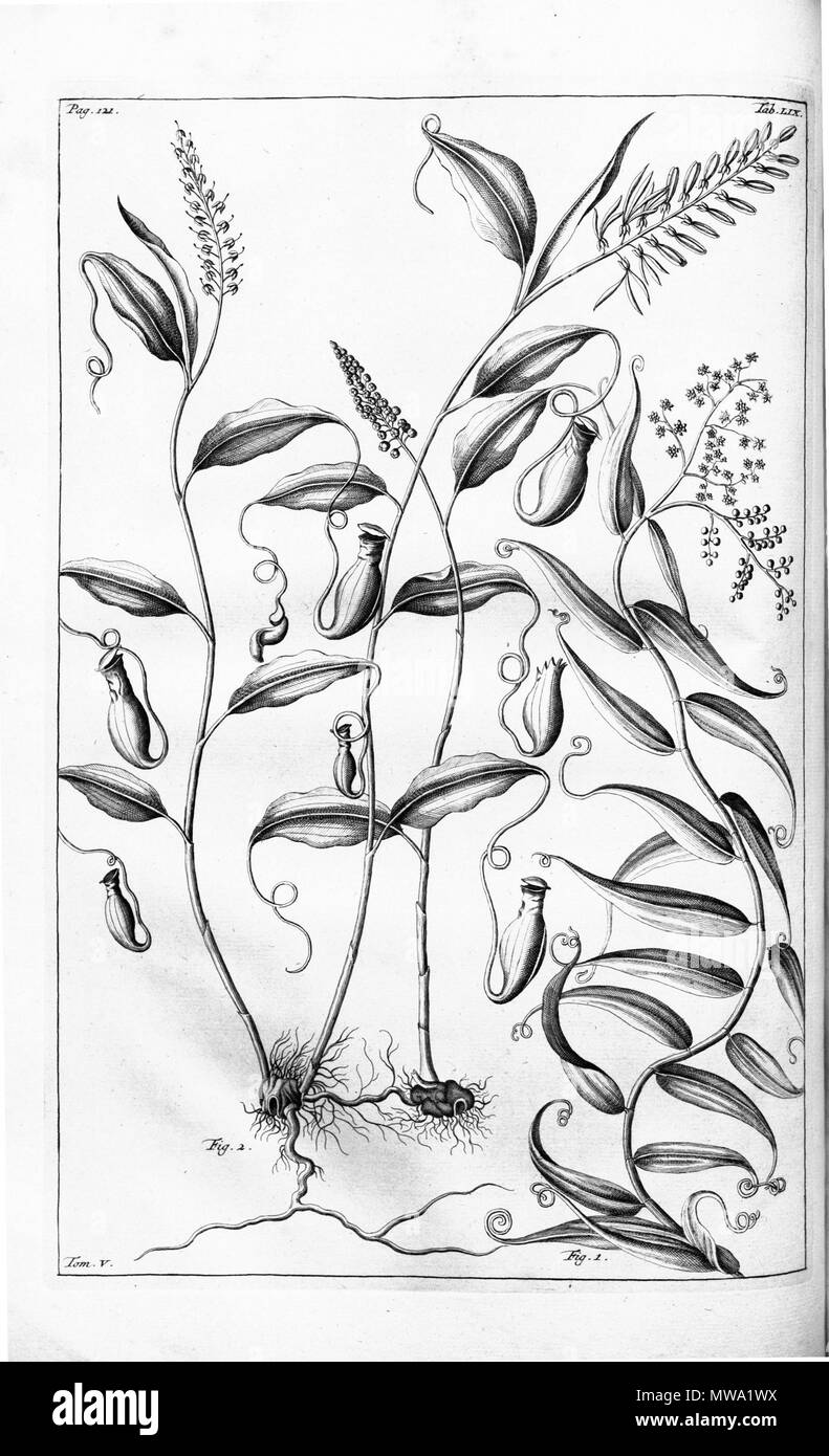 . English: Cantharifera (?Nepenthes mirabilis) and Flagellaria indica from Herbarium amboinense, vol. 5: p. 121, t. 59, fig. 2 (1747) . 19 July 2013, 01:52:08. G.E. Rumphius 110 Cantharifera - Herbarium amboinense (1747) Stock Photo