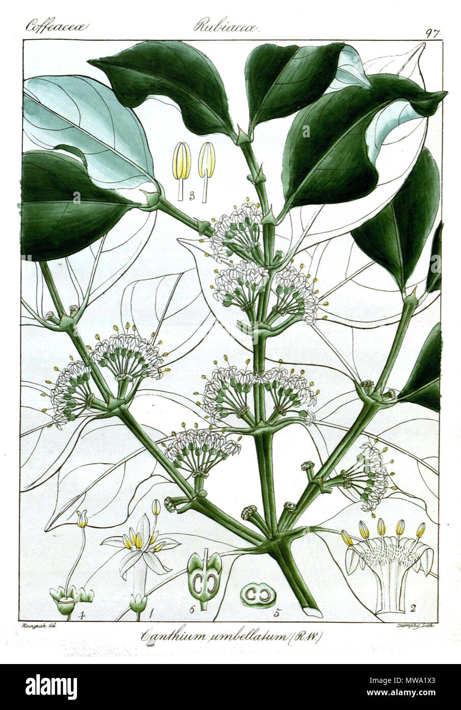 . English: Canthium umbellatum . 1851. art:Rungiah ; text:Robert Wight 110 Canthium umbellatum Rungiah Stock Photo