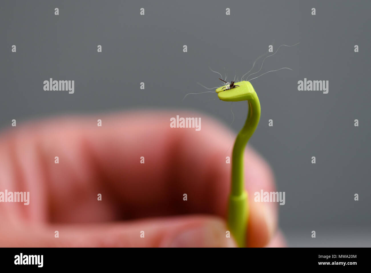 A green plastic tick remover complete with a tick removed from a dog