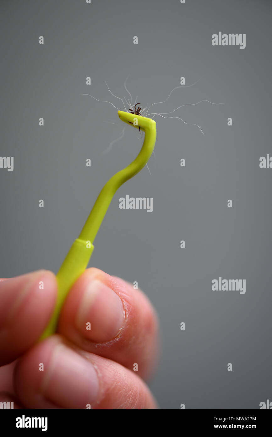 A green plastic tick remover complete with a tick removed from a dog